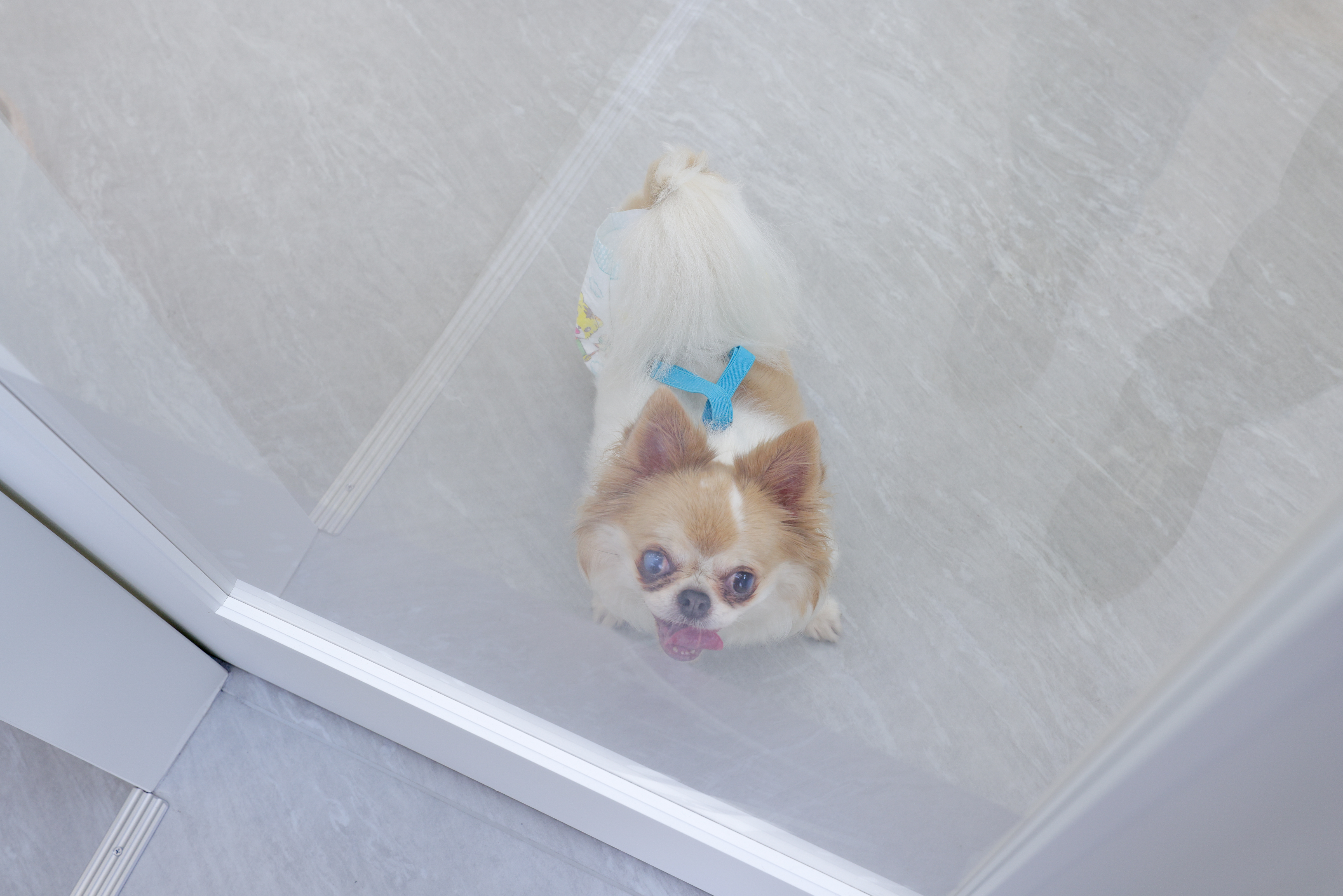 シニア犬のお手入れ | 埼玉県春日部のドッグサロンならDogSalon Cafune