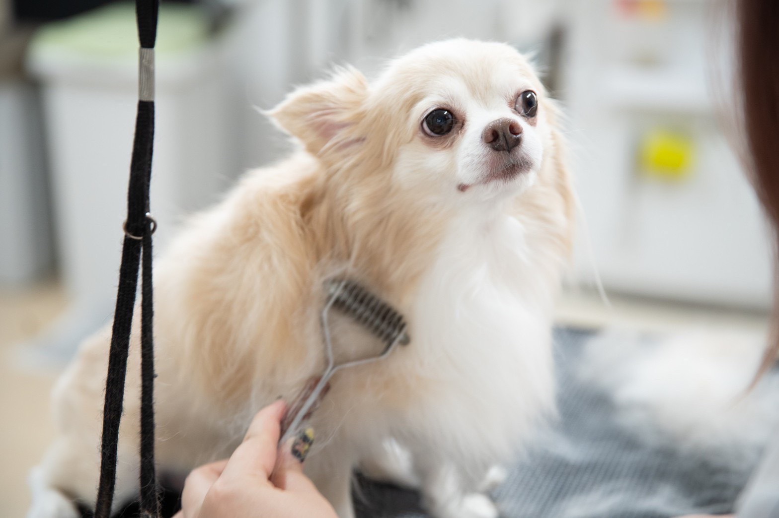 ベテランスタッフが対応 | 埼玉県春日部のドッグサロンならDogSalon Cafune