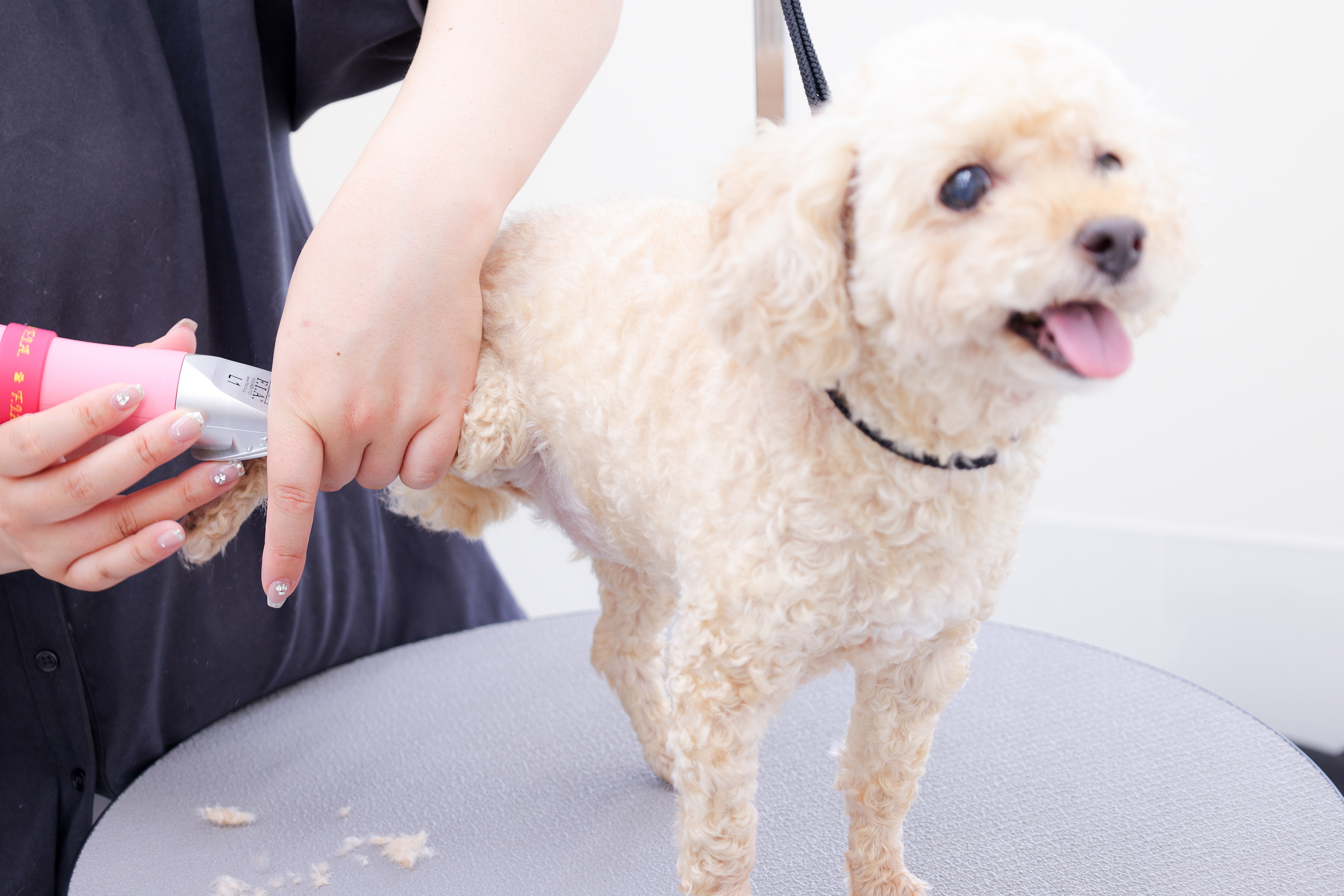 マンツーマン施術 | 埼玉県春日部のドッグサロンならDogSalon Cafune
